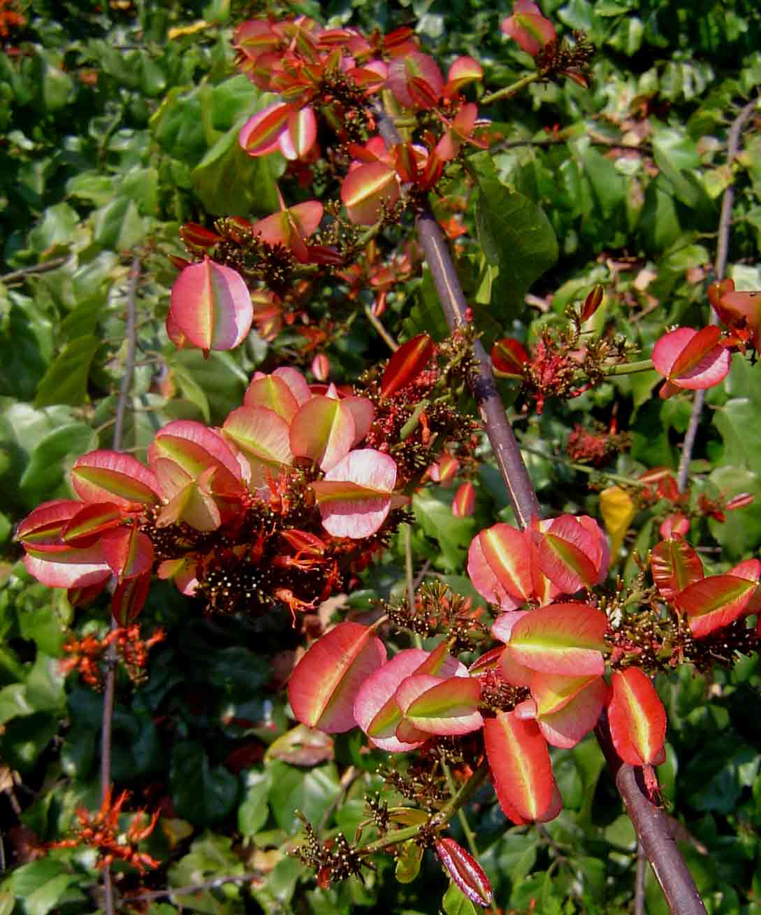 Combretum paniculatum Combretum paniculatum