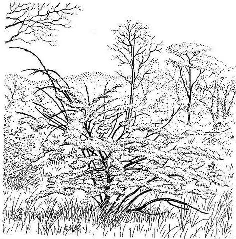 Combretum paniculatum Combretum paniculatum