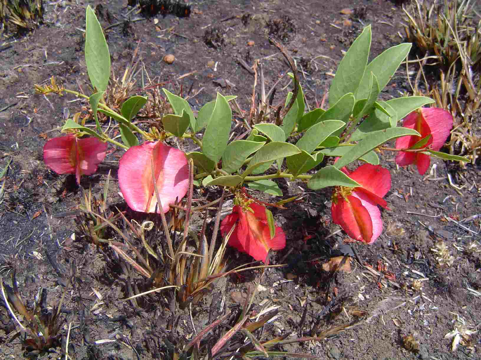 Combretum platypetalum subsp. oatesii