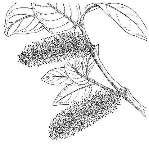 Combretum zeyheri