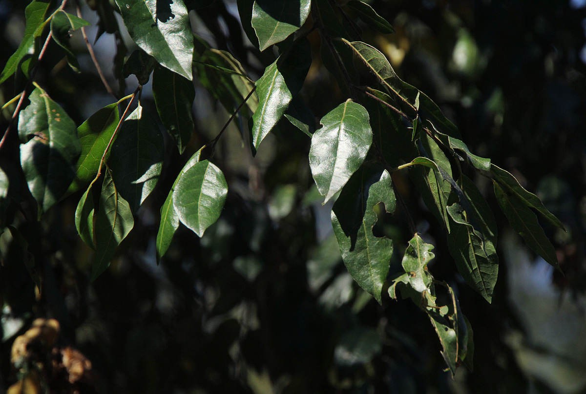 Pteleopsis myrtifolia