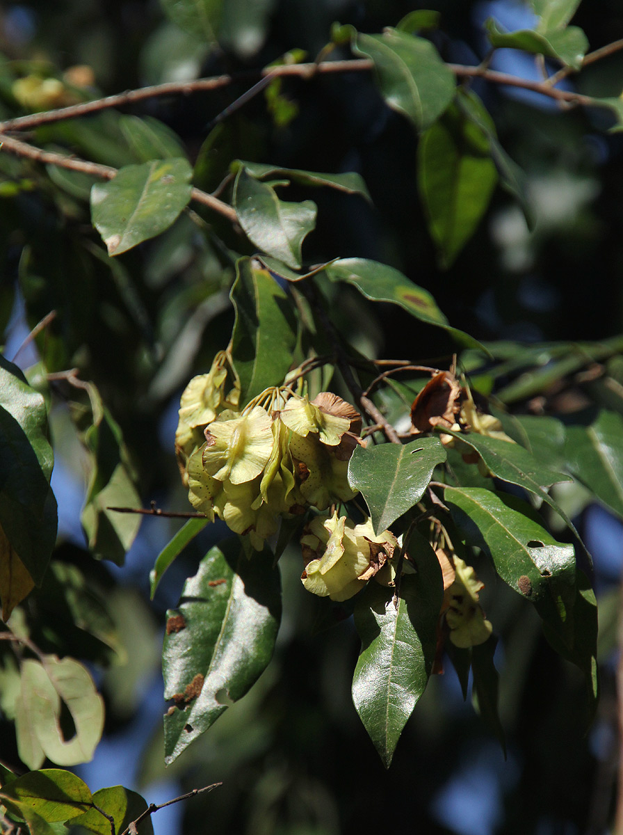 Pteleopsis myrtifolia