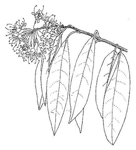 Pteleopsis myrtifolia