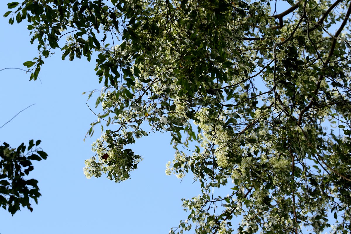 Pteleopsis myrtifolia