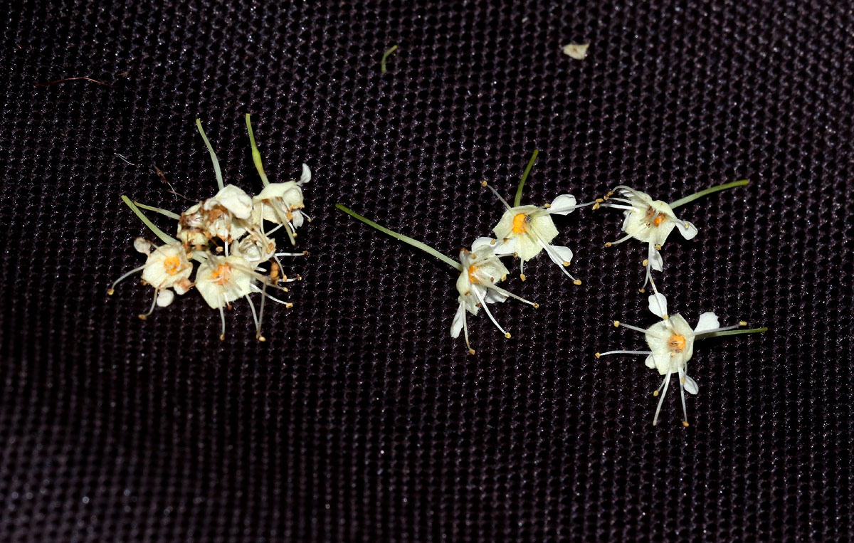 Pteleopsis myrtifolia Pteleopsis myrtifolia