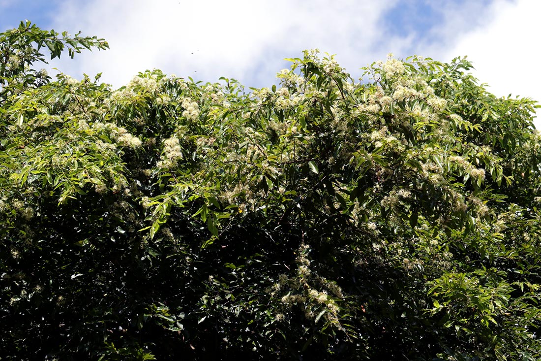 Pteleopsis myrtifolia