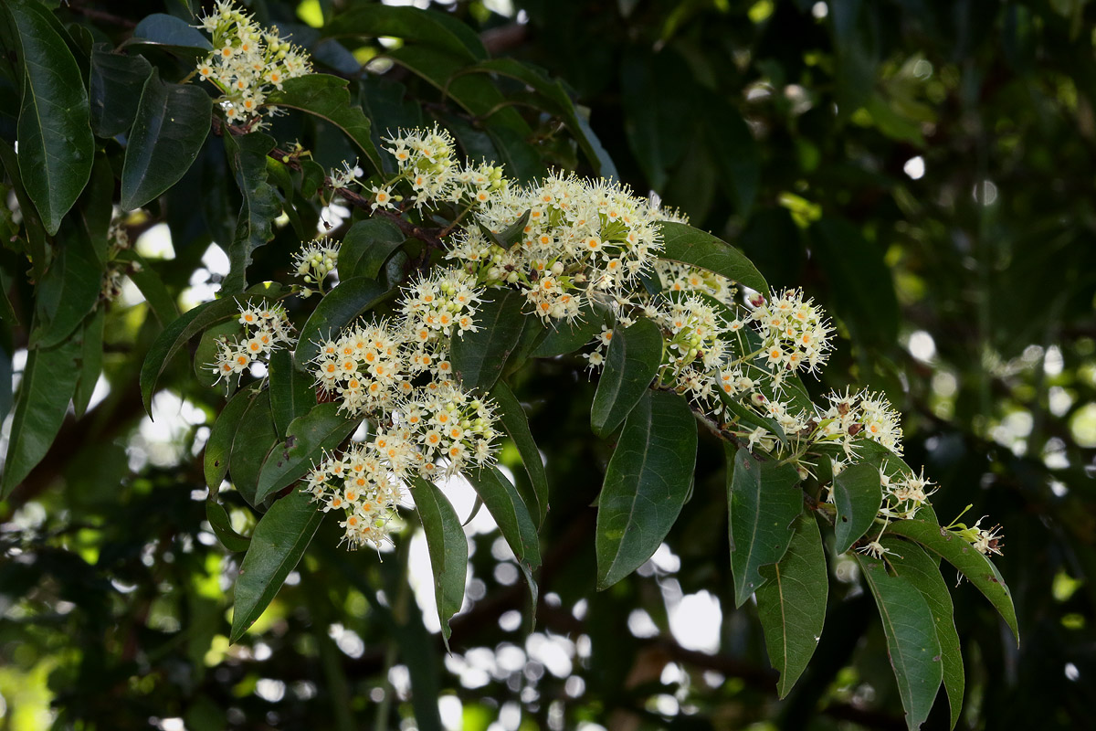Pteleopsis myrtifolia