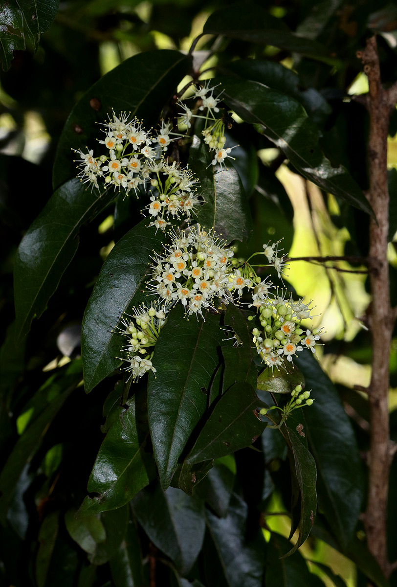 Pteleopsis myrtifolia