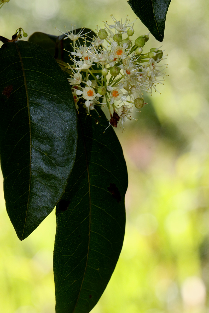 Pteleopsis myrtifolia Pteleopsis myrtifolia