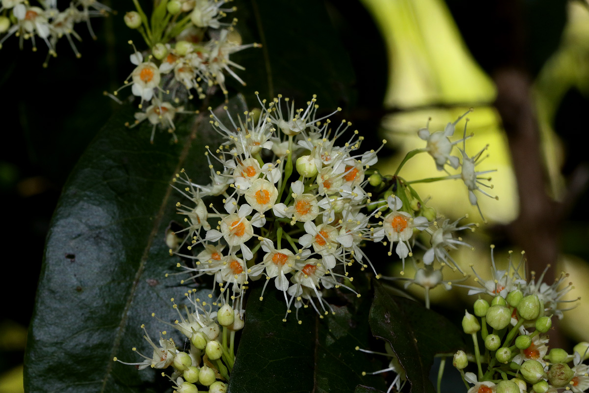 Pteleopsis myrtifolia