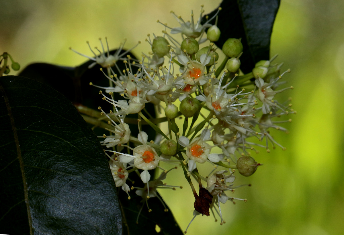 Pteleopsis myrtifolia