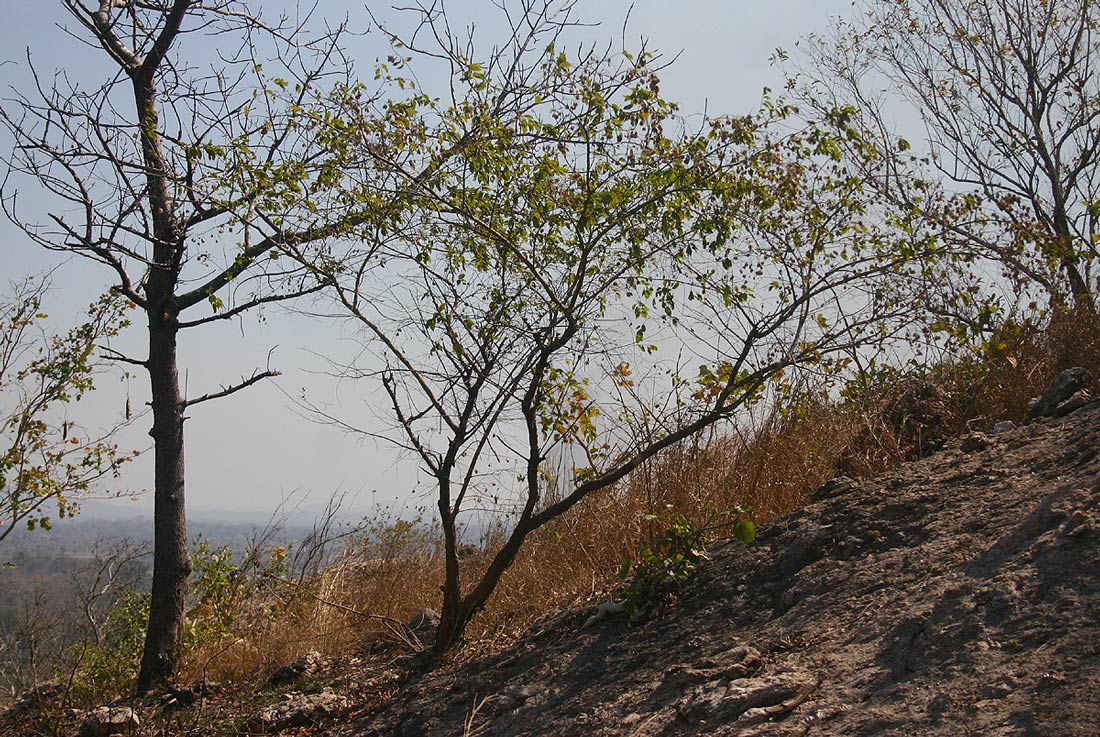 Pteleopsis myrtifolia