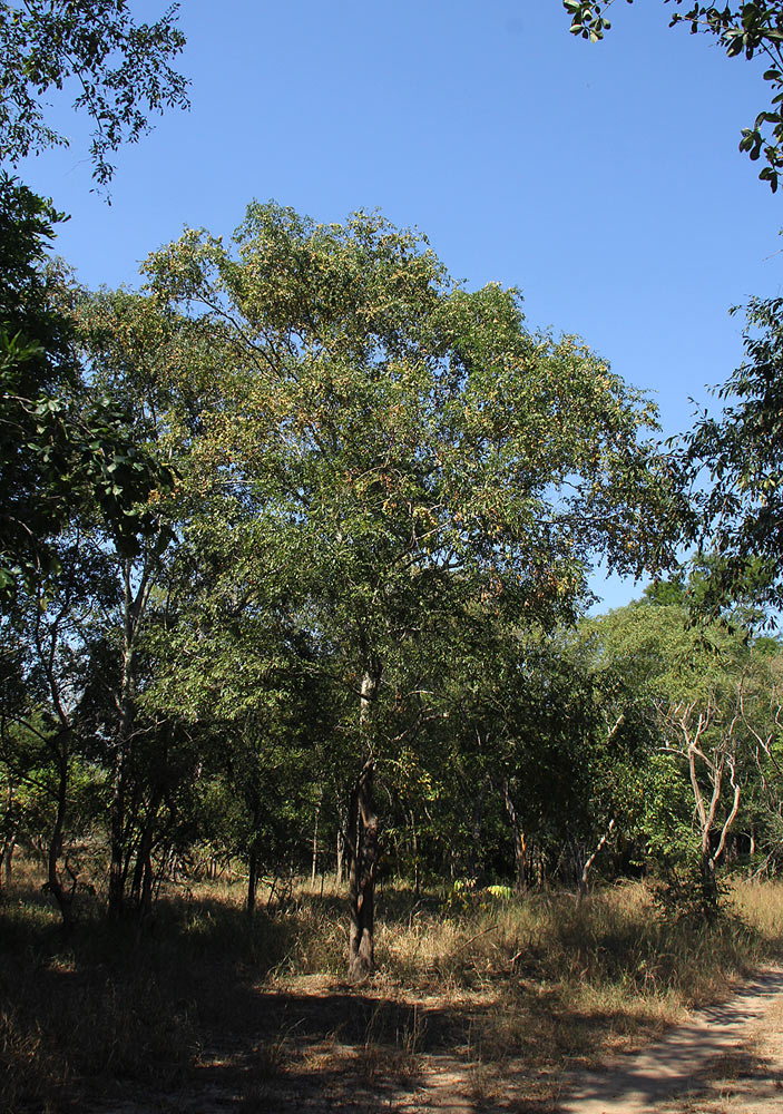 Pteleopsis myrtifolia Pteleopsis myrtifolia