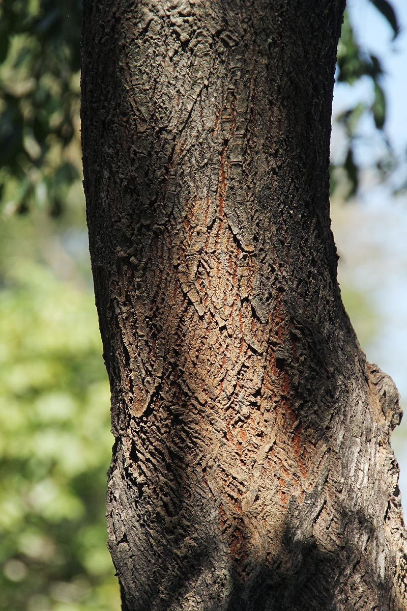 Pteleopsis myrtifolia