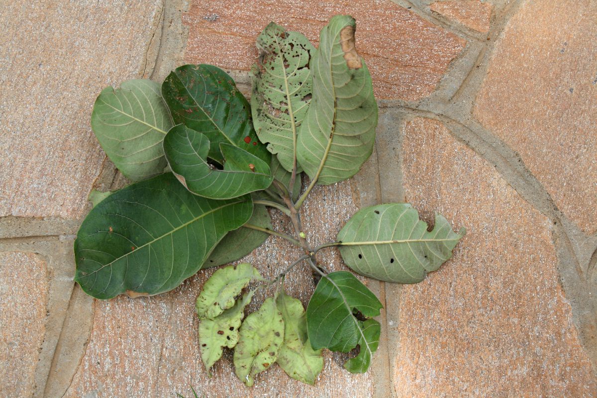 Terminalia mollis