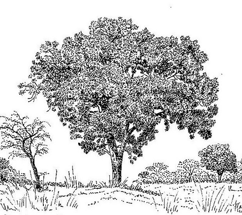 Terminalia mollis