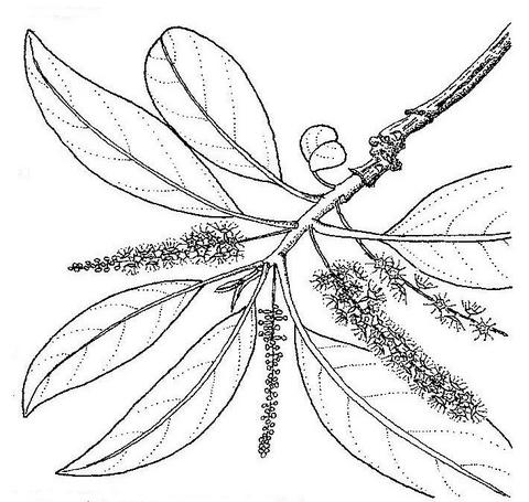 Terminalia mollis