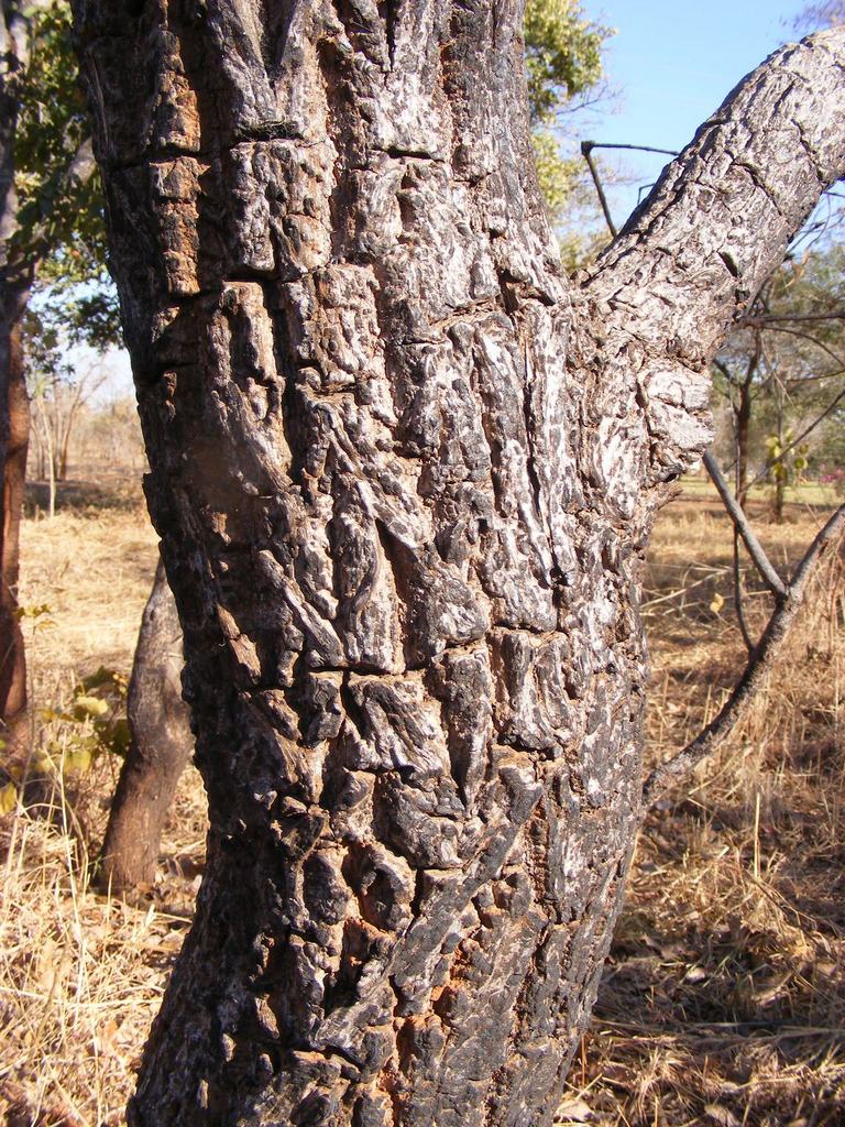 Terminalia mollis Terminalia mollis