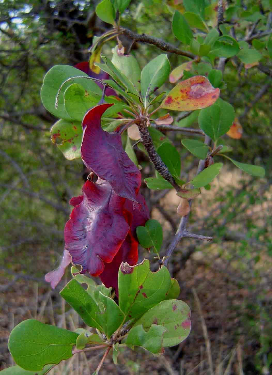 Terminalia prunioides