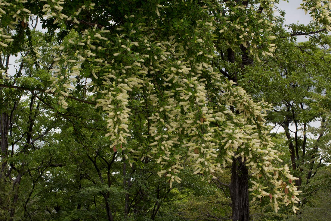 Terminalia prunioides Terminalia prunioides