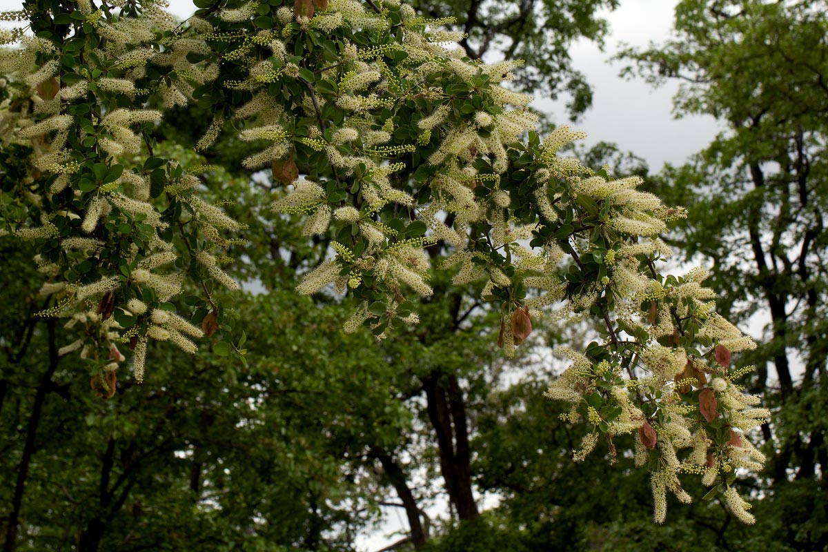 Terminalia prunioides