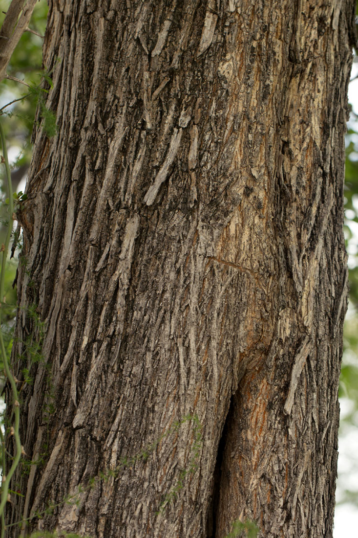 Terminalia prunioides