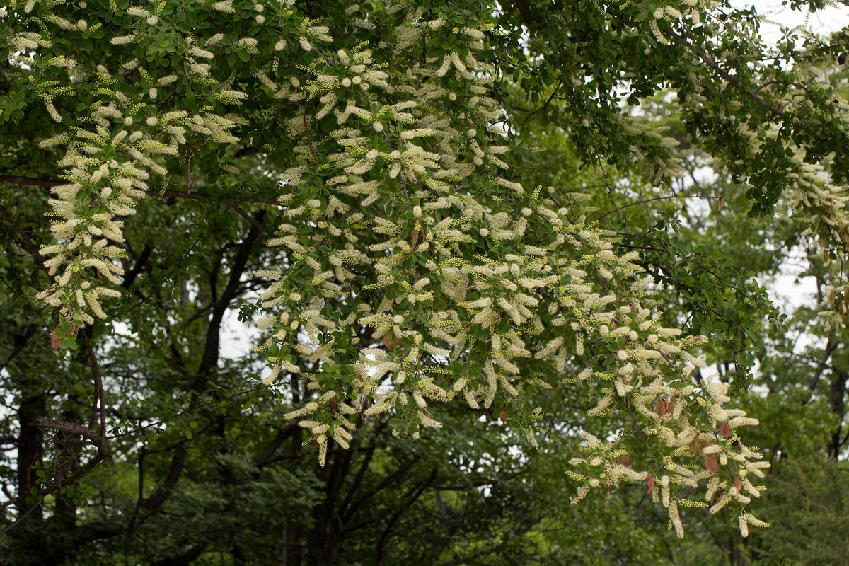 Terminalia prunioides