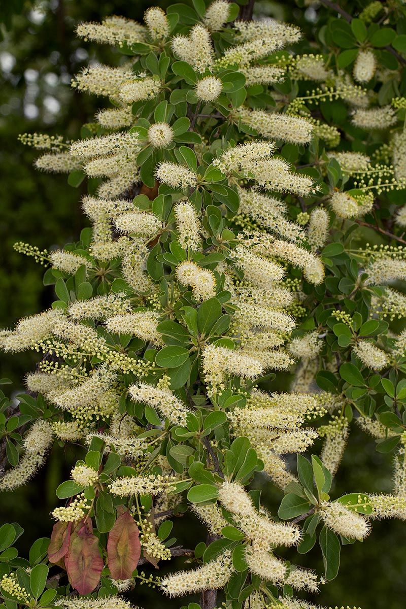 Terminalia prunioides