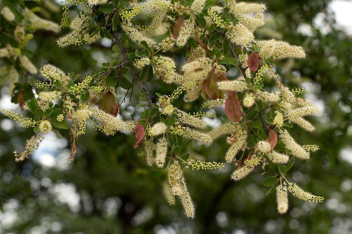 Terminalia prunioides