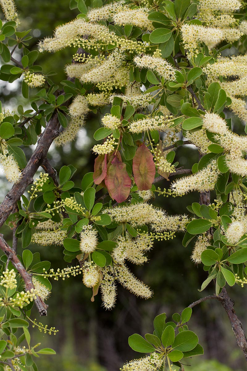 Terminalia prunioides