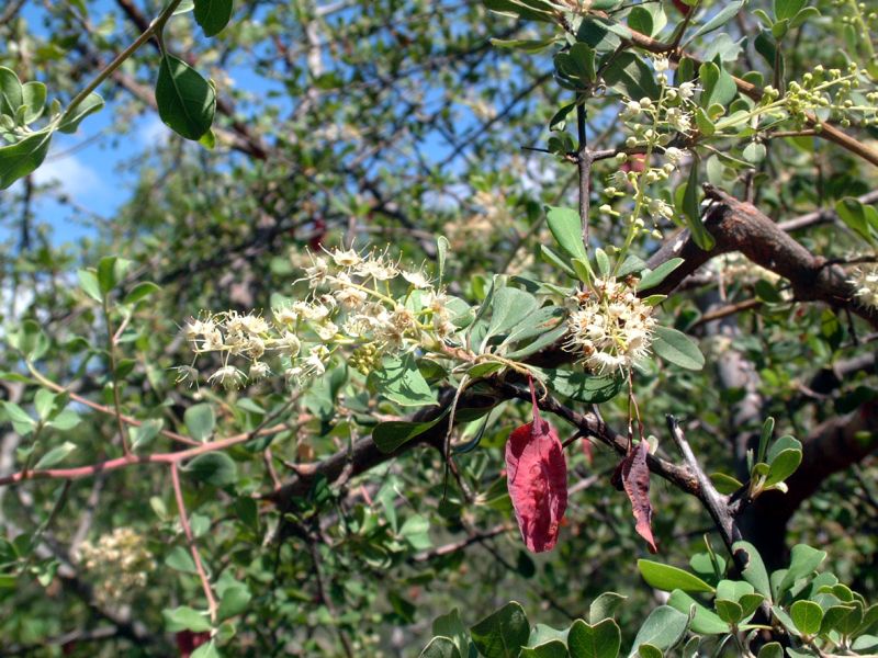 Terminalia prunioides