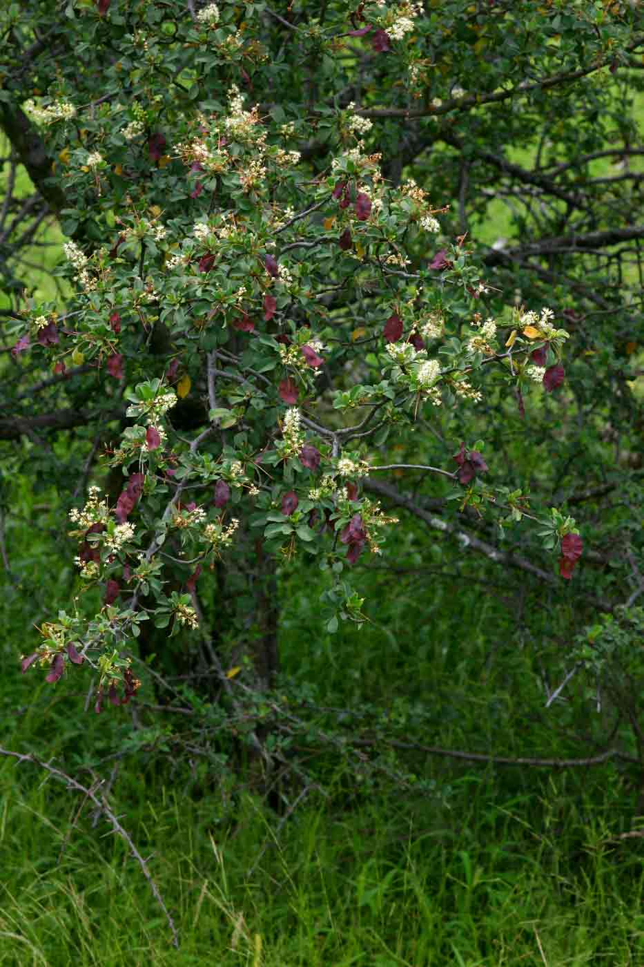 Terminalia prunioides