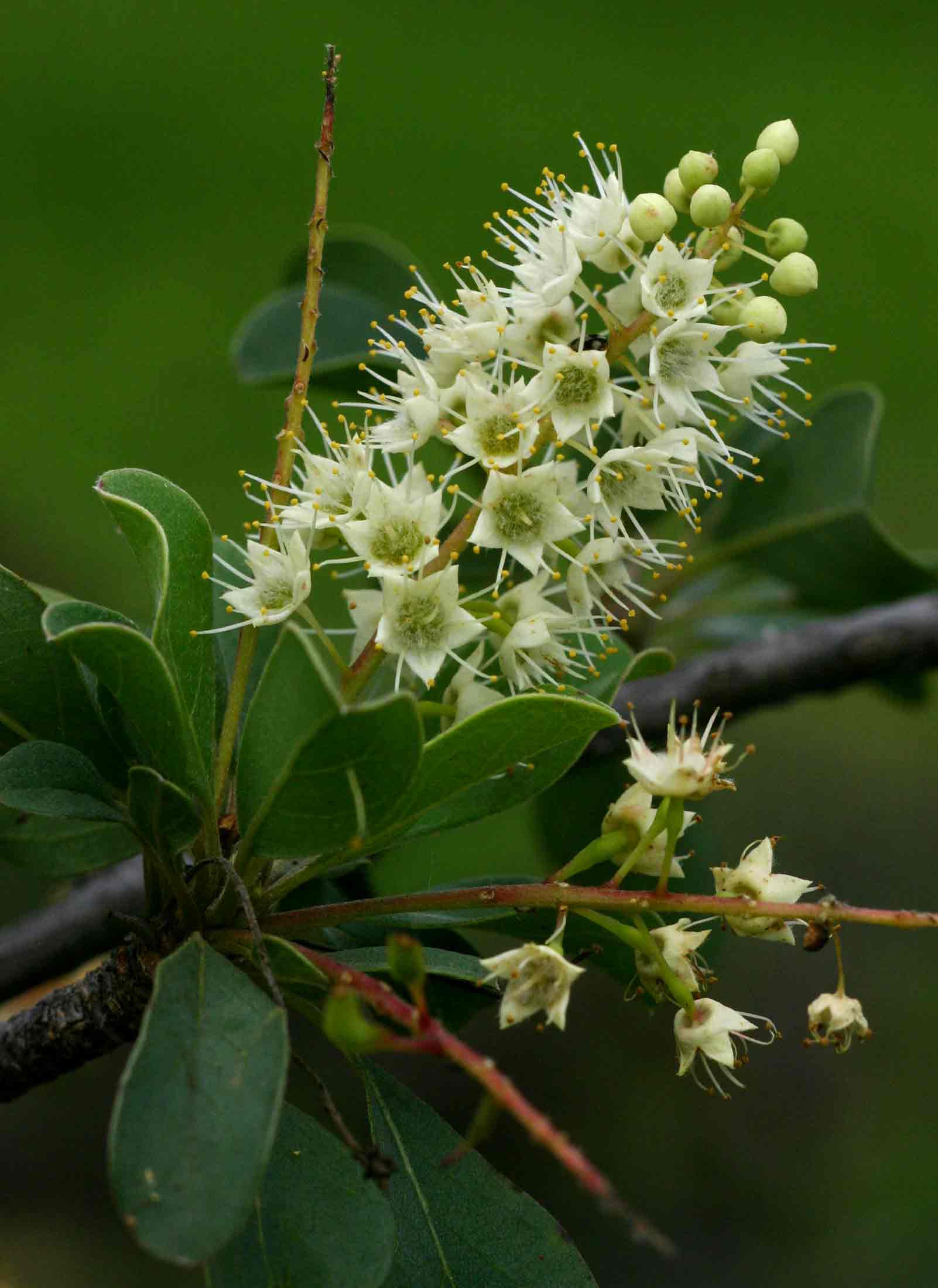 Terminalia prunioides