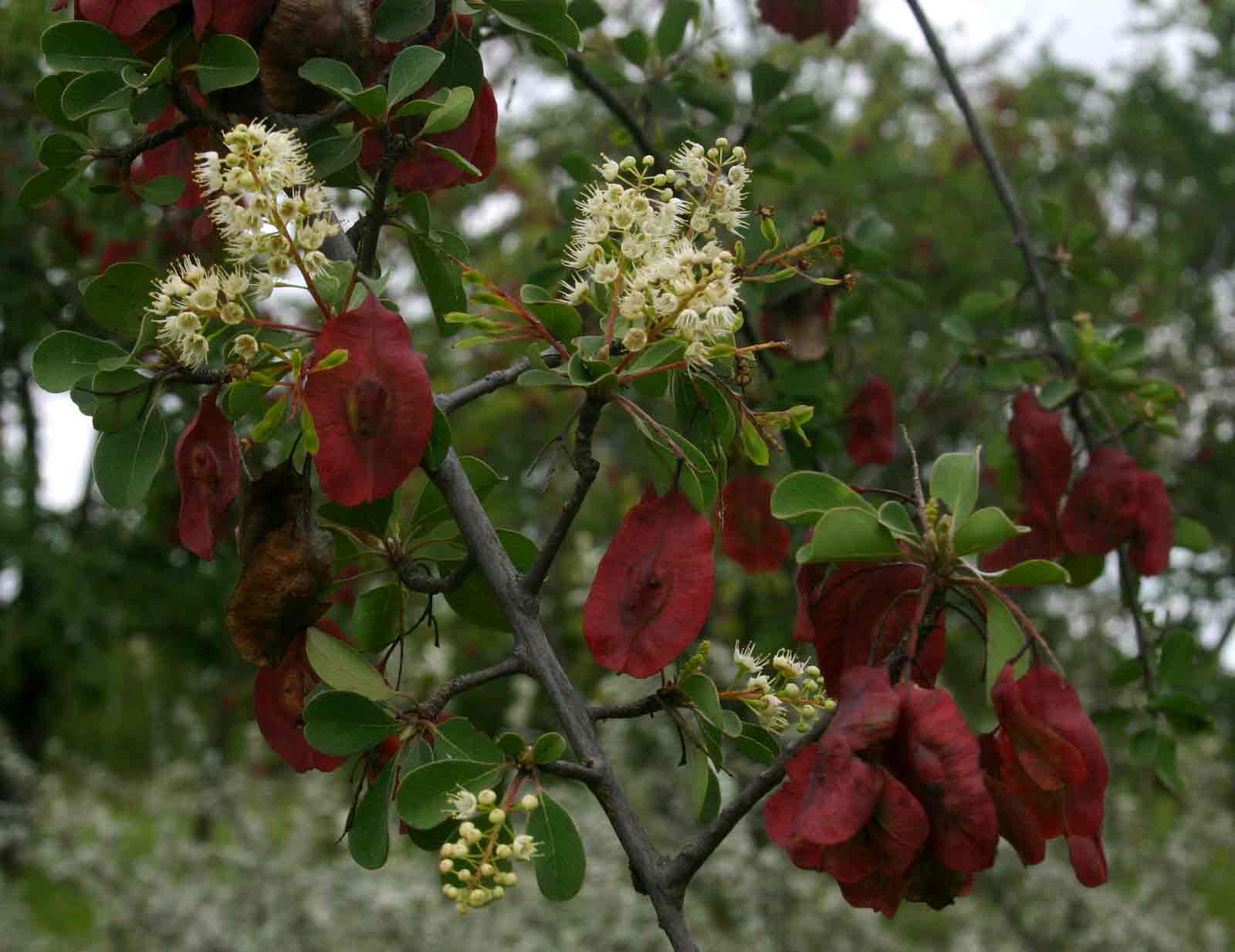 Terminalia prunioides