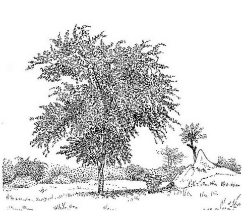 Terminalia prunioides Terminalia prunioides