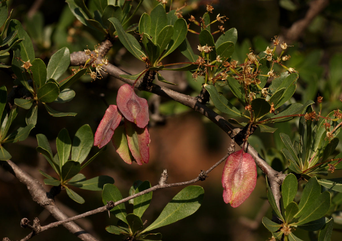Terminalia randii Terminalia randii