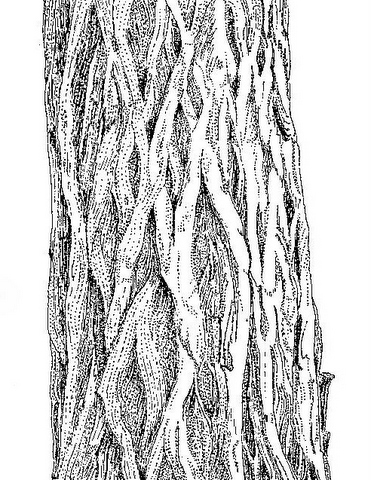 Terminalia sericea Terminalia sericea