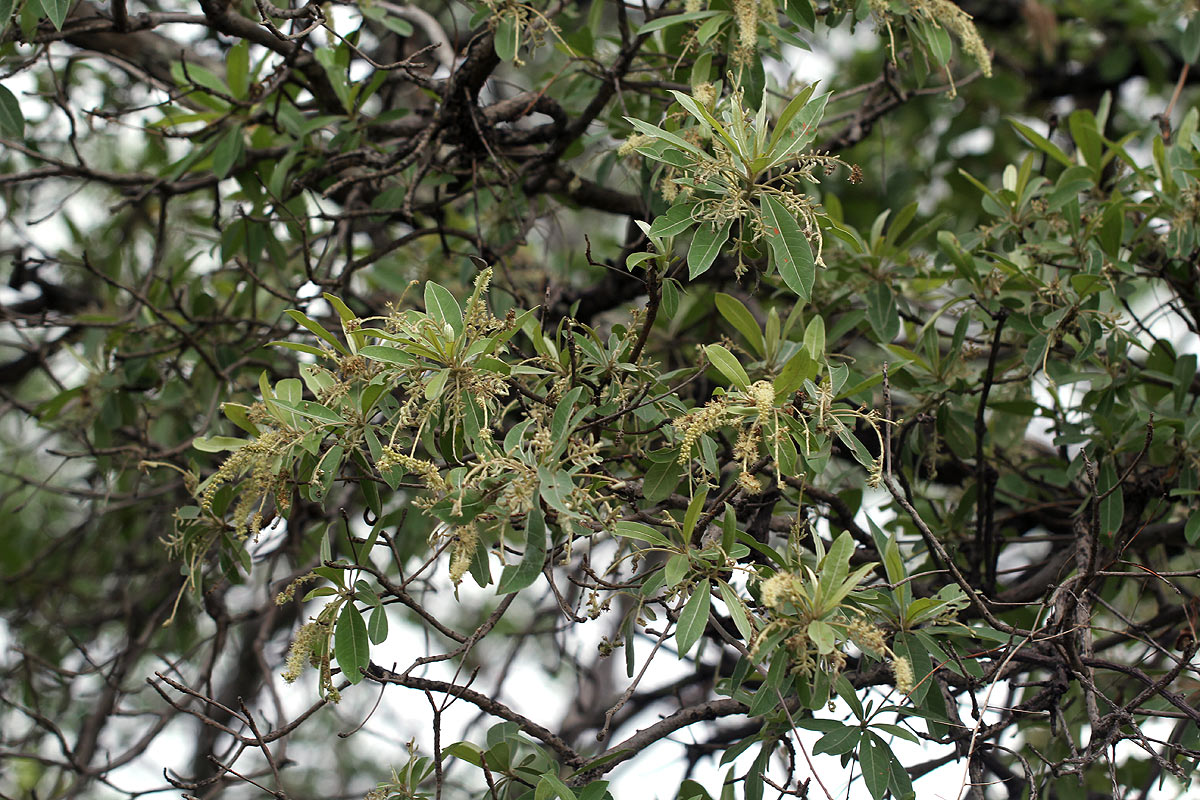 Terminalia sericea Terminalia sericea