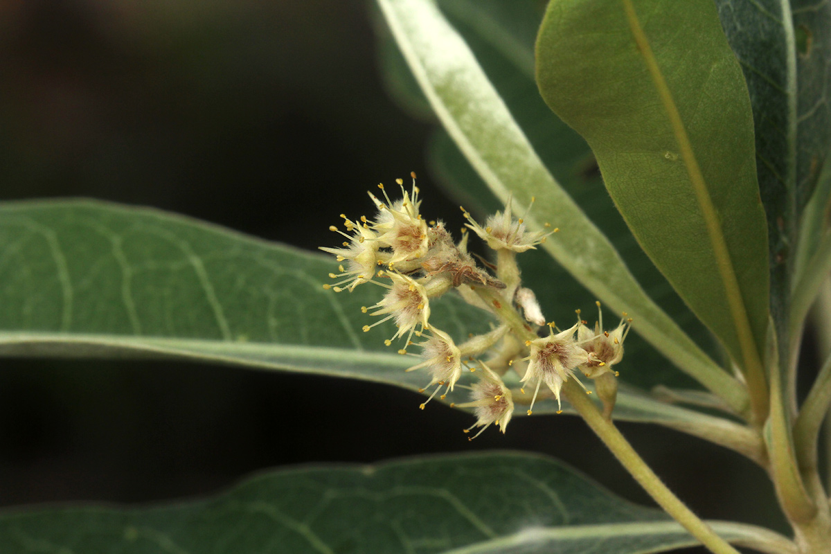 Terminalia sericea Terminalia sericea