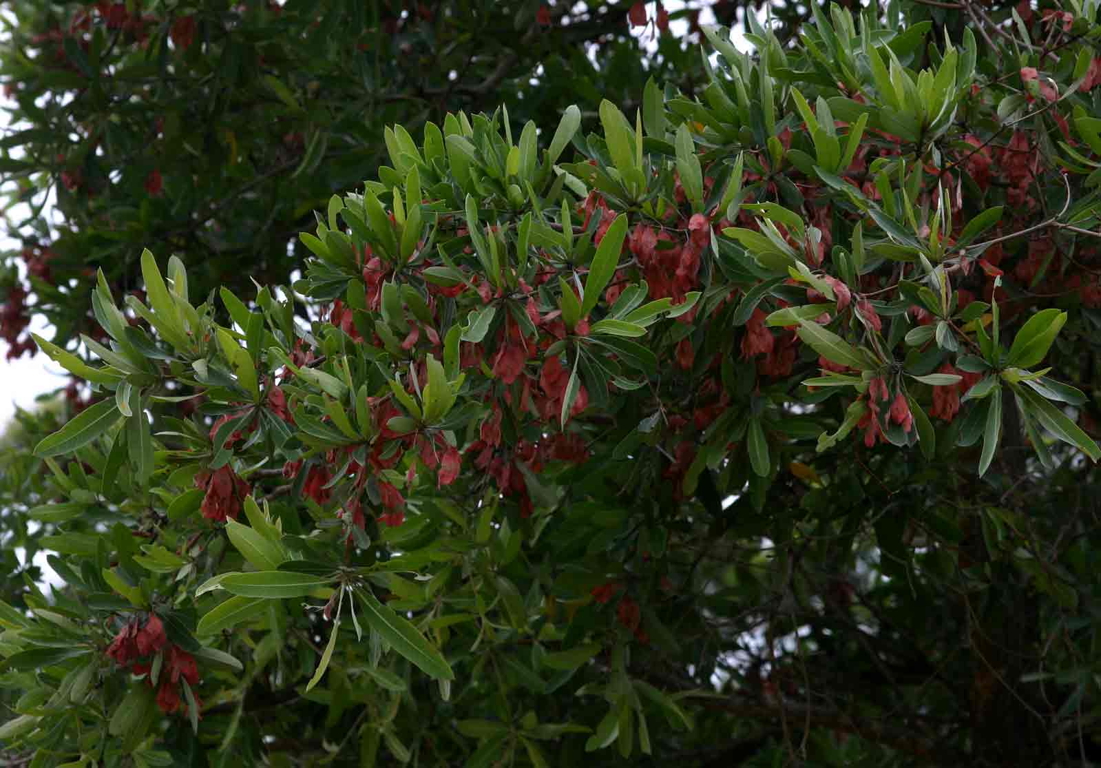 Terminalia sericea