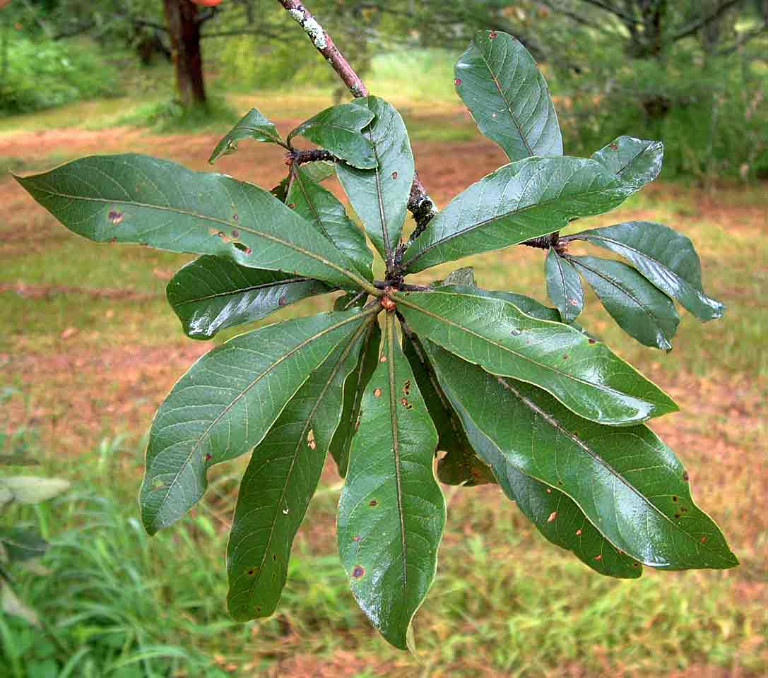 Terminalia trichopoda