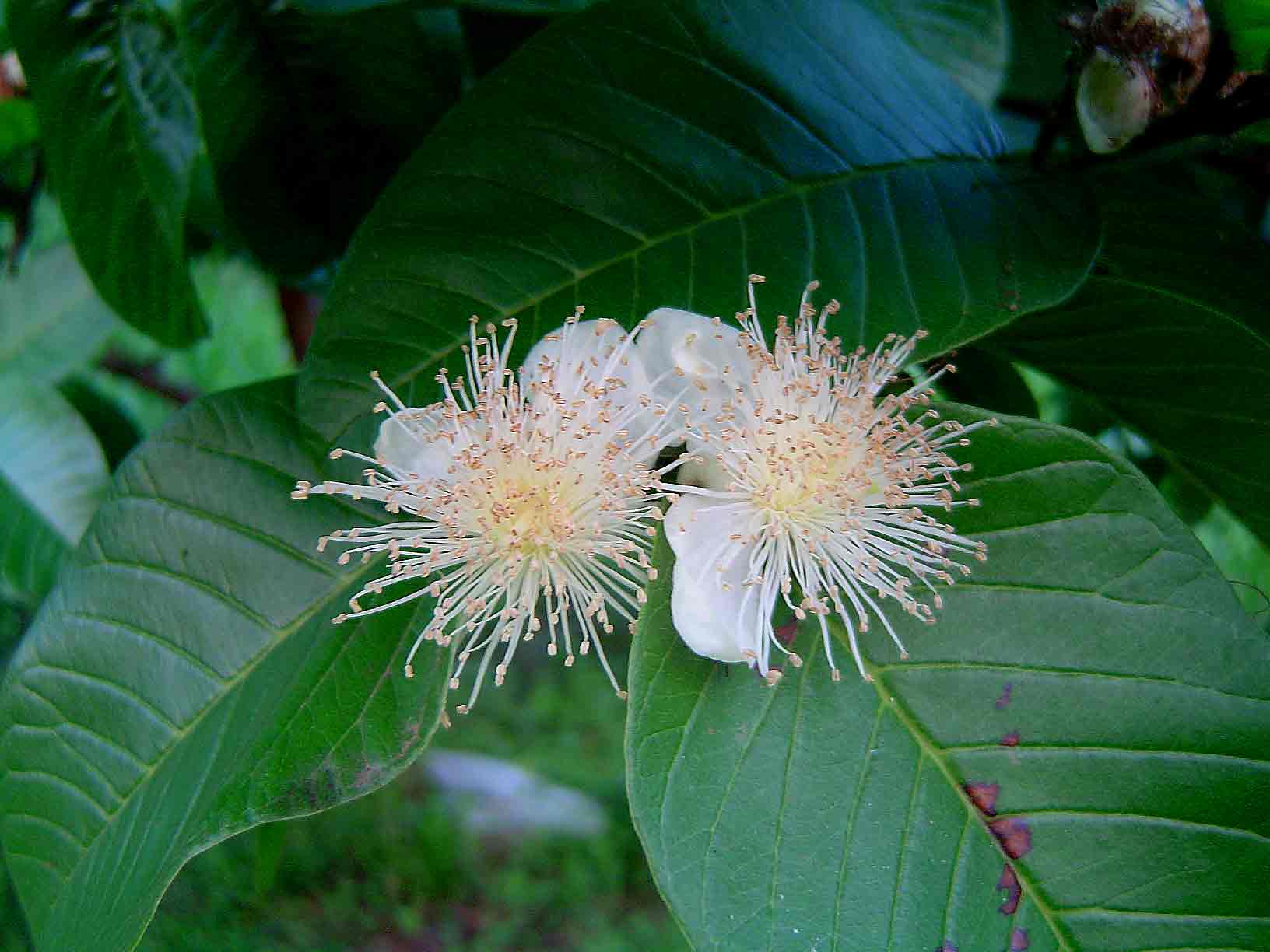 Psidium guajava