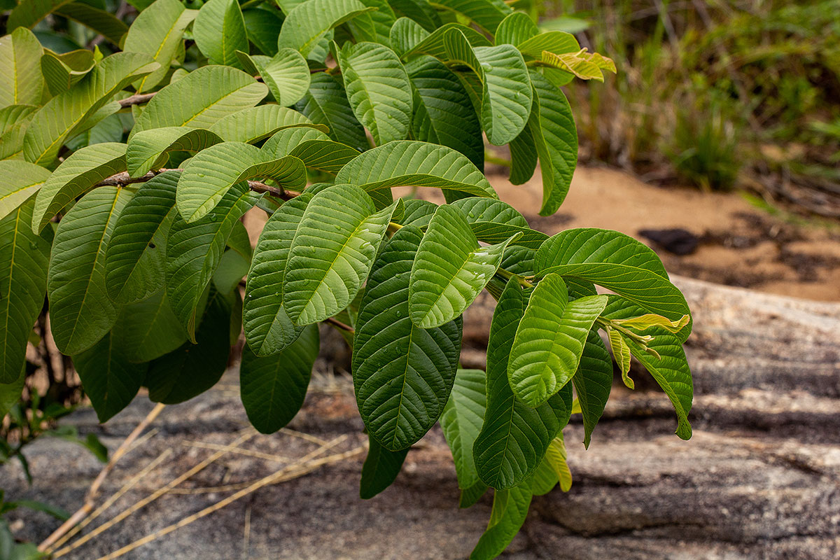 Psidium guajava Psidium guajava