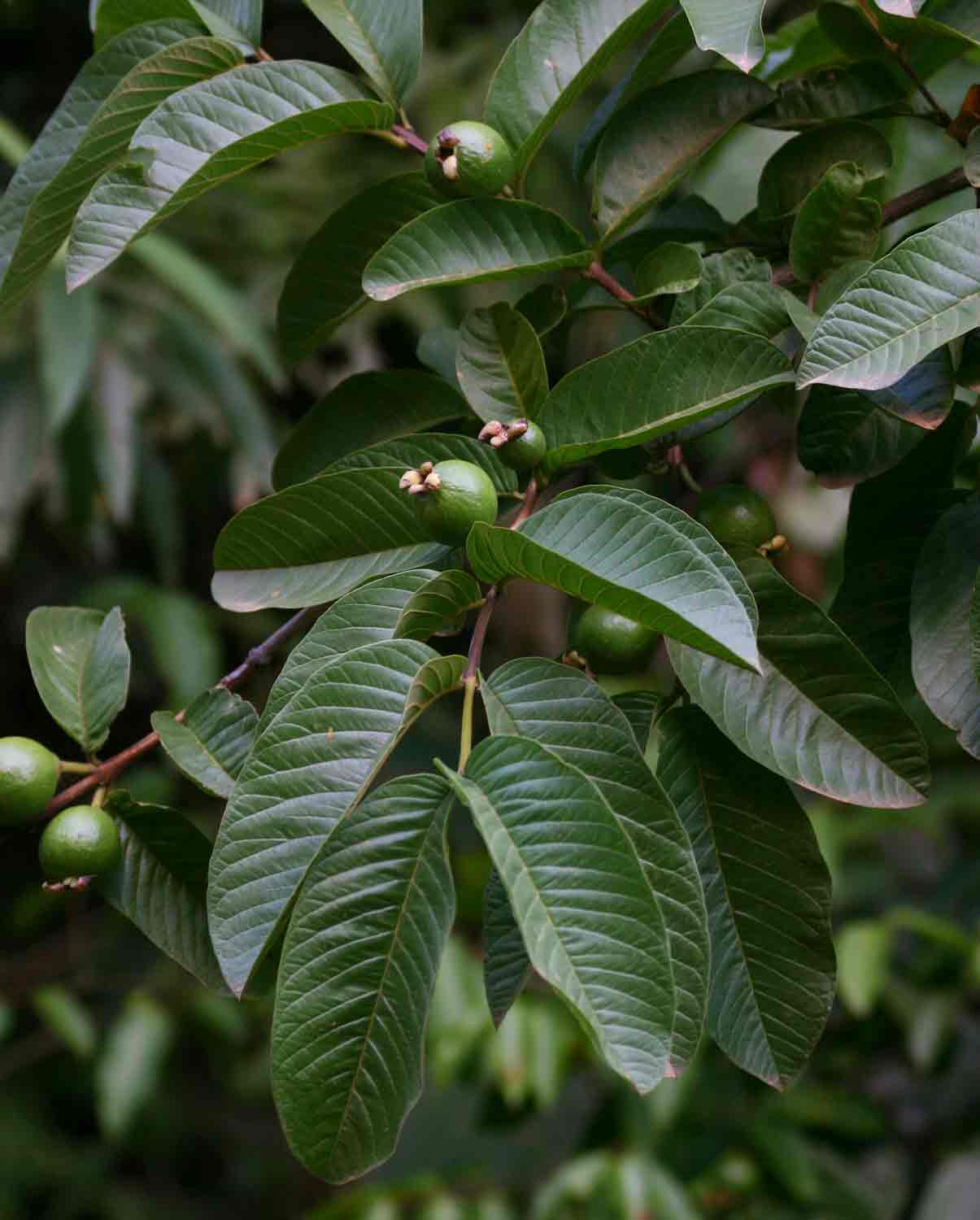Psidium guajava Psidium guajava