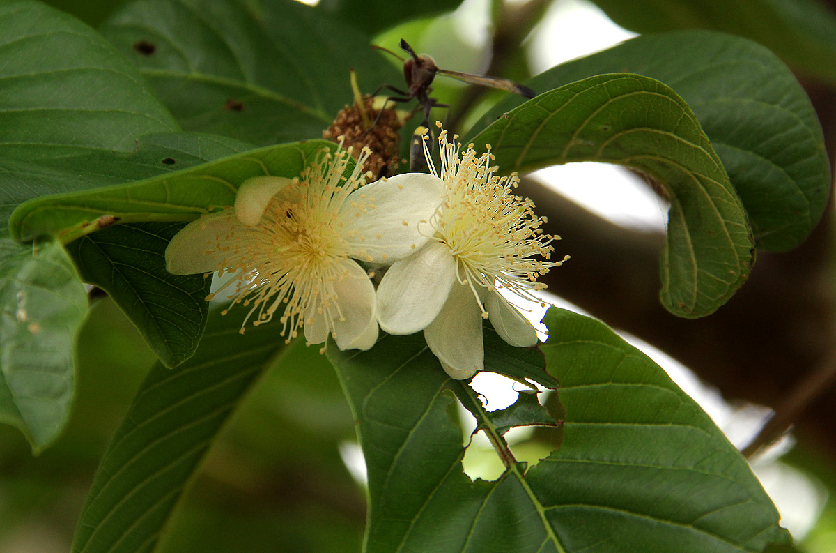 Psidium guajava Psidium guajava