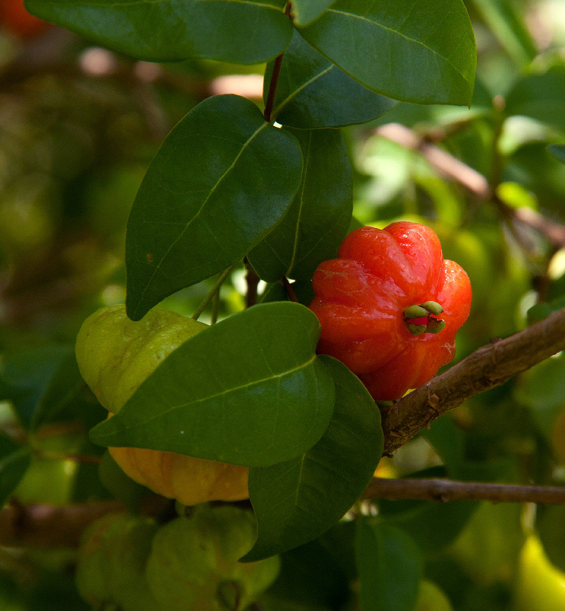Eugenia uniflora