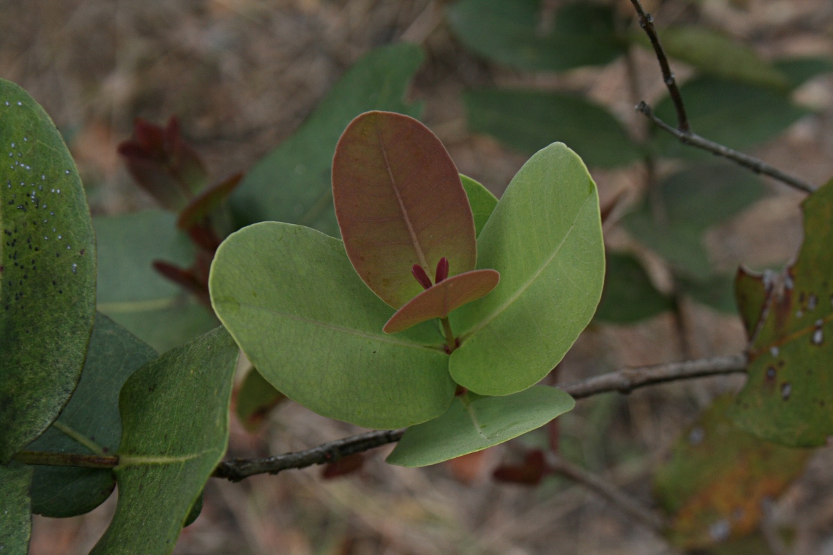 Syzygium cordatum