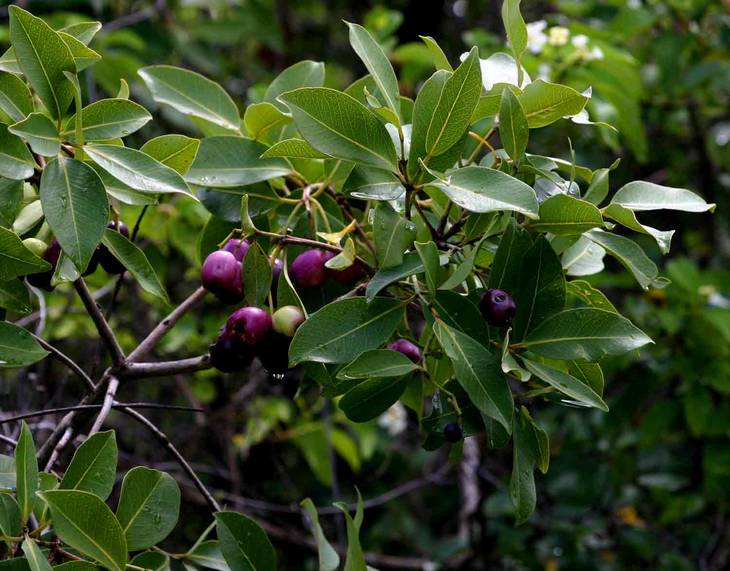 Syzygium guineense subsp. guineense