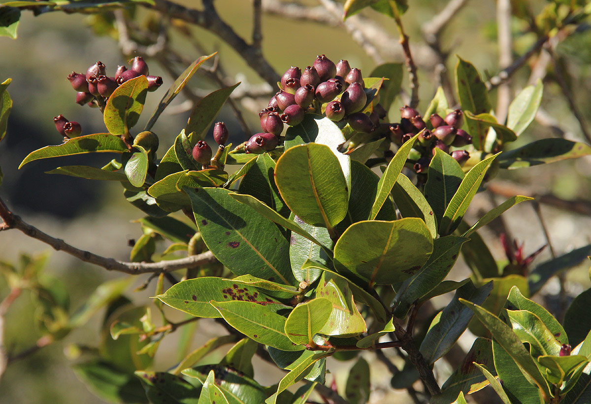 Syzygium guineense subsp. guineense Syzygium guineense subsp. guineense