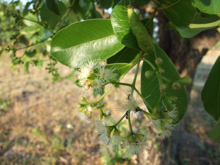 Syzygium guineense subsp. guineense Syzygium guineense subsp. guineense